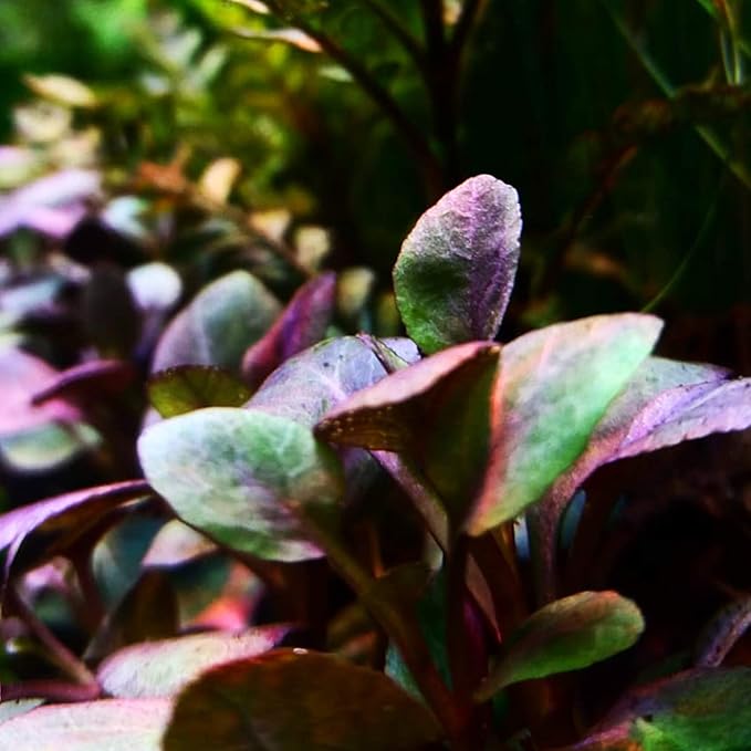 Dwarf Cardinal Plant Lobelia cardinalis - Live Bare Root Aquascape Plant