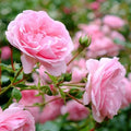 Pretty N Pink Rose Cuttings (3 Unrooted) - Rosa spp. Heirloom Pink for Rooting & Propagation