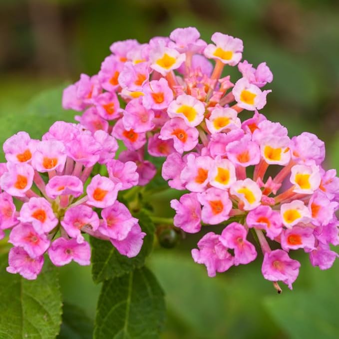 Lantana Wagon Wheel Pink - Live Bareroot Starter Plant for Pollinators