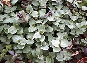 Callisia repens Unrooted Cuttings - Dwarf Bolivian Wandering Jew (Tradescantia minima) 10-Pack