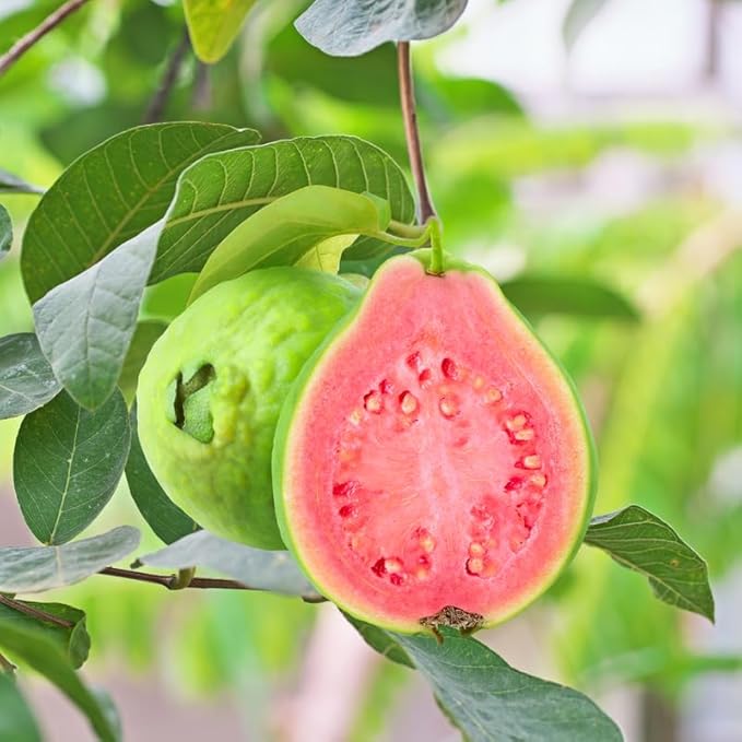 Pink Guava Plant (Psidium guajava) – Live Starter Plant, Self-Fertile, Fast-Growing Tropical Fruit Tree