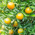 Rooted Calamansi Plant 2”-3” | Calamondin Citrus × microcarpa - Kalamansi Live Bare Root Citrus Tree