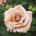 Koko Loka Rose Cuttings (3) – Rosa 'Koko Loco' Unrooted for Rooting or Grafting
