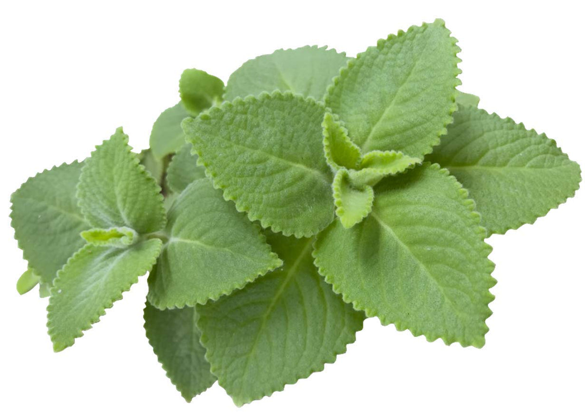 Cuban Oregano Plant Organic 5–7 Inches | Plectranthus amboinicus Live Herb