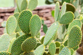 Bunny Ears Cactus Cuttings - Opuntia Microdasys | 7 Unrooted Pads for Propagation