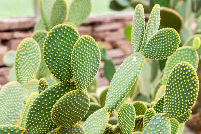 Bunny Ears Cactus Cuttings - Opuntia Microdasys | 7 Unrooted Pads for Propagation