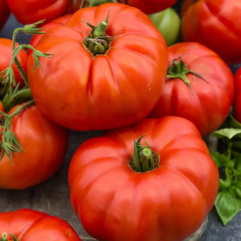 Beefsteak Tomato Live Plants (Bareroot) - 2 Plants 6–10" Solanum lycopersicum