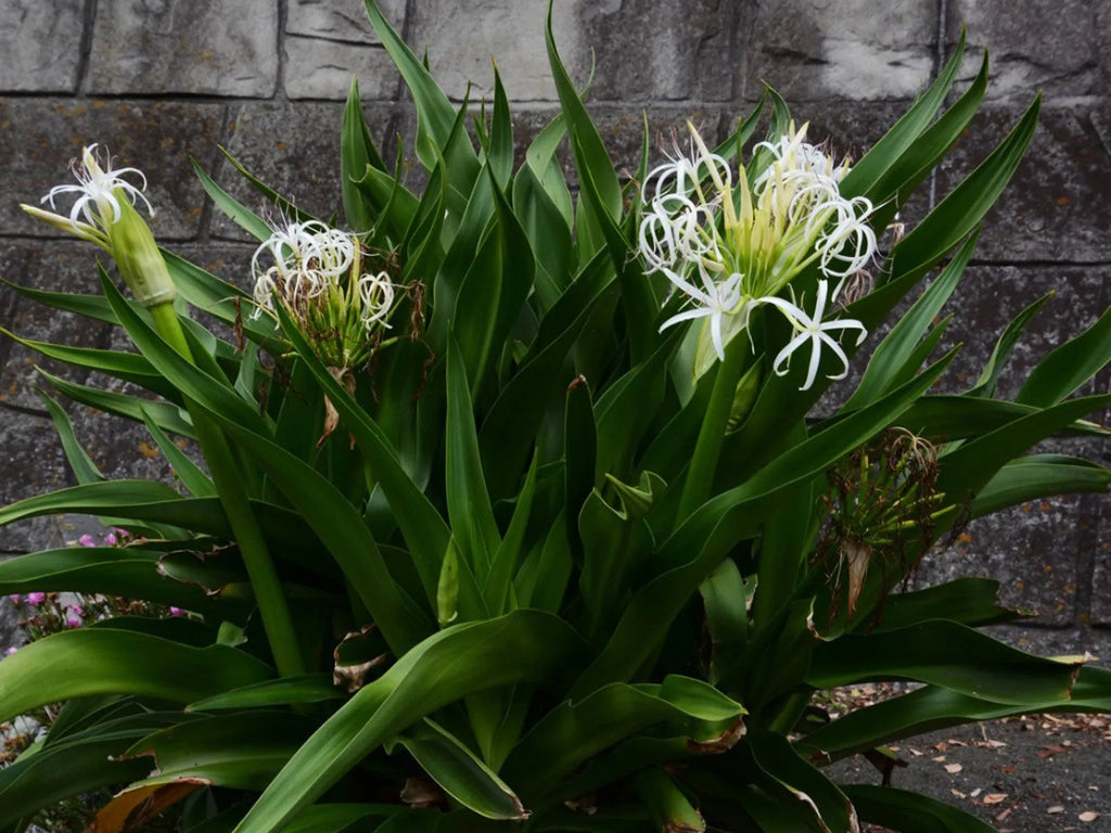 Crinum Lily (Crinum asiaticum) Rooted Starter Plant | Giant White Spider Lily
