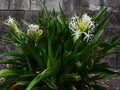 Crinum Lily (Crinum asiaticum) Rooted Starter Plant | Giant White Spider Lily