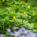Yellow Trillium Bulbs (Trillium luteum) - 5 Bare-Root, Woodland Native, Shade Garden