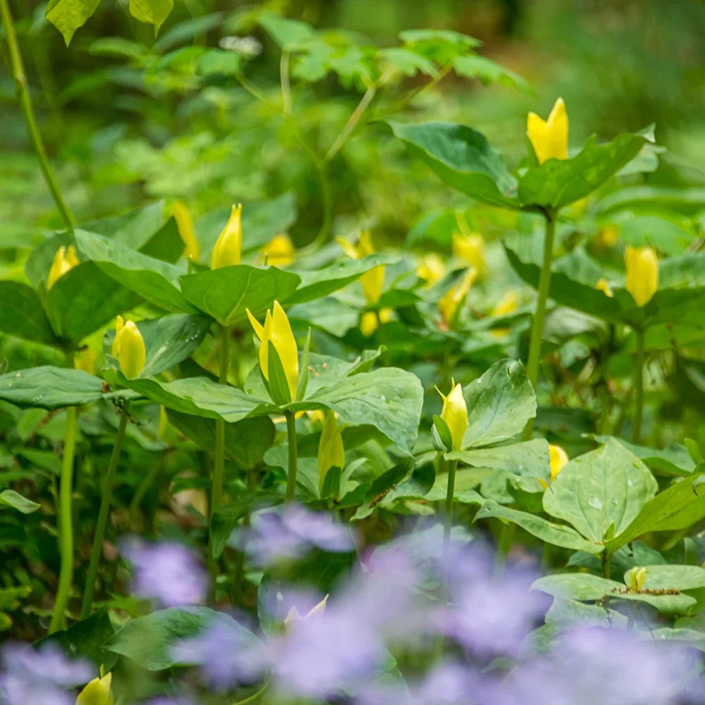 Yellow Trillium Bulbs (Trillium luteum) - 5 Bare-Root, Woodland Native, Shade Garden