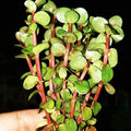 Rotala Indica Red Live Aquarium Plant - Bare Root Small Stem Plant