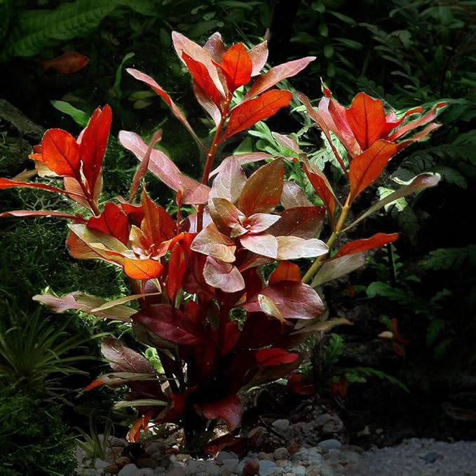 Ludwigia Repens Red Live Aquarium Plant - Bareroot Troublesome Colorful Stem