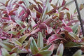 Cyanotis obtusa 'Trimen' Unrooted Cuttings — Purple & Green Wandering Jewel, Trailing Tradescantia Companion