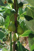 Lattarula Italian Honey Fig Cuttings (2 Unrooted, 6–8") Ficus carica - Cold Hardy, Self-Fertile