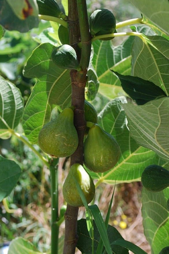 Lattarula Italian Honey Fig Cuttings (2 Unrooted, 6–8") Ficus carica - Cold Hardy, Self-Fertile