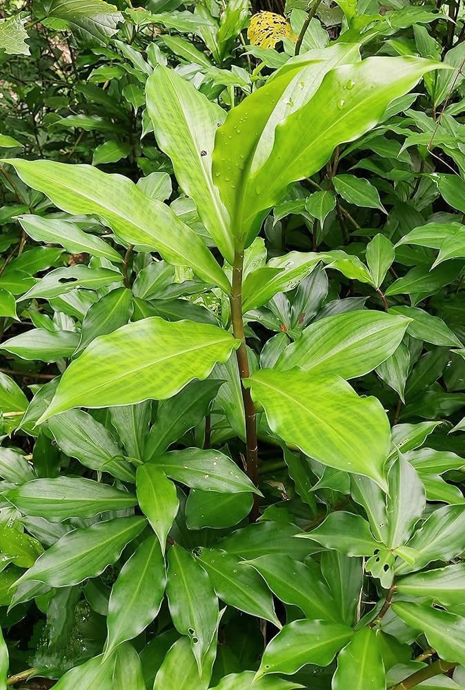 Insulin Plant (Costus igneus) Bare Root - 3"-5" Well-Rooted Spiral Ginger for Blood Sugar Support