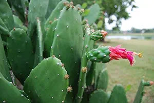 7 Fresh Prickly Pear Cactus Pads (Opuntia ficus-indica) Spineless Unrooted Pads for Cooking or Planting