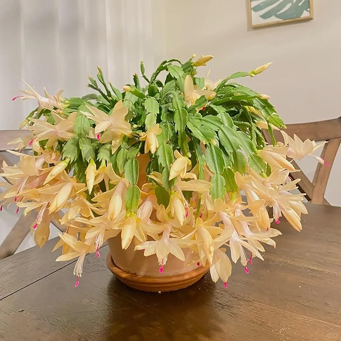 Yellow Christmas Cactus Schlumbergera truncata Live Plant - 5–6" Bare-root, Rare Yellow Blooms