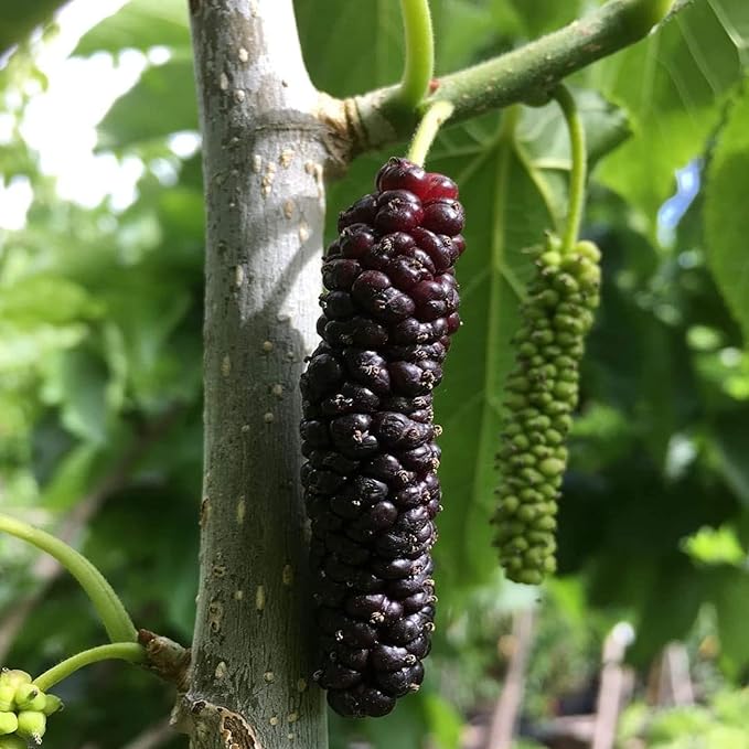 Pakistan Long Mulberry Tree Morus macroura - 1' Bare Root Live Plant