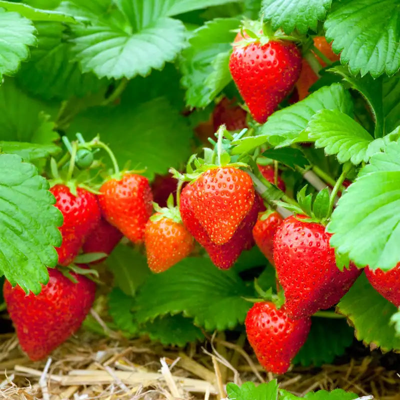 Sweet Sensation / Sweet Charlie Strawberry Plants - Bare Root 10-Pack