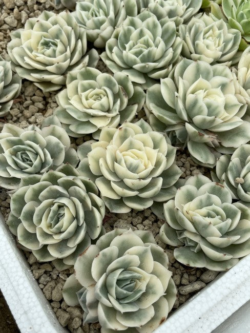 Echeveria Onslow Variegata - Rare Variegated Echeveria Bare Root