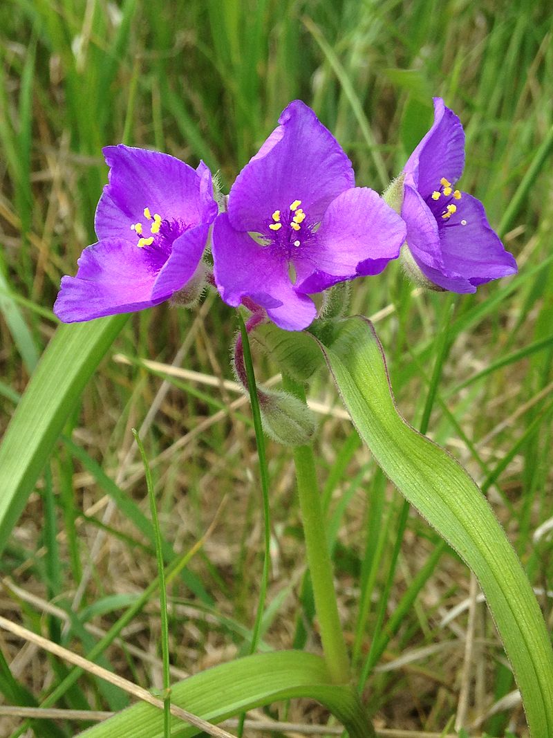 Tradescantia bracteata Seeds (Prairie Spiderwort) - 150 Non-GMO Seeds for Native Gardens & Pollinators
