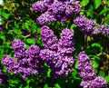 Lilac Bushes Syringa vulgaris - 2 Bareroot Old-Fashioned, 1-2 ft, Fragrant Purple Blooms