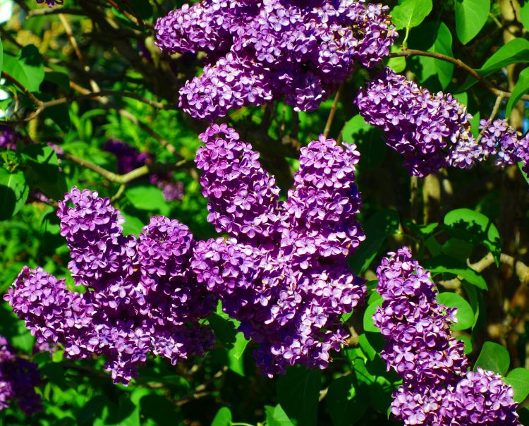 Lilac Bushes Syringa vulgaris - 2 Bareroot Old-Fashioned, 1-2 ft, Fragrant Purple Blooms