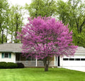 Eastern Redbud Trees (Cercis canadensis) Bareroot, 2 ft tall — 2 Live Plants