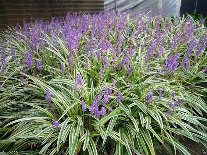 Variegated Monkey Grass Bare Roots (Liriope muscari ‘Variegata’) — 10 Bare Roots for Groundcover