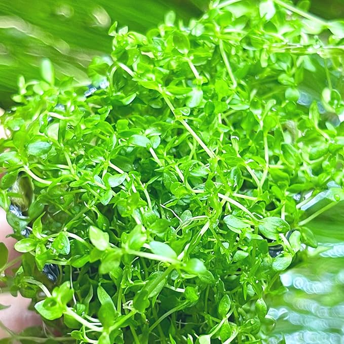 Pearl Weed Hemianthus micranthemoides Live Aquarium Plant - Foreground Carpet