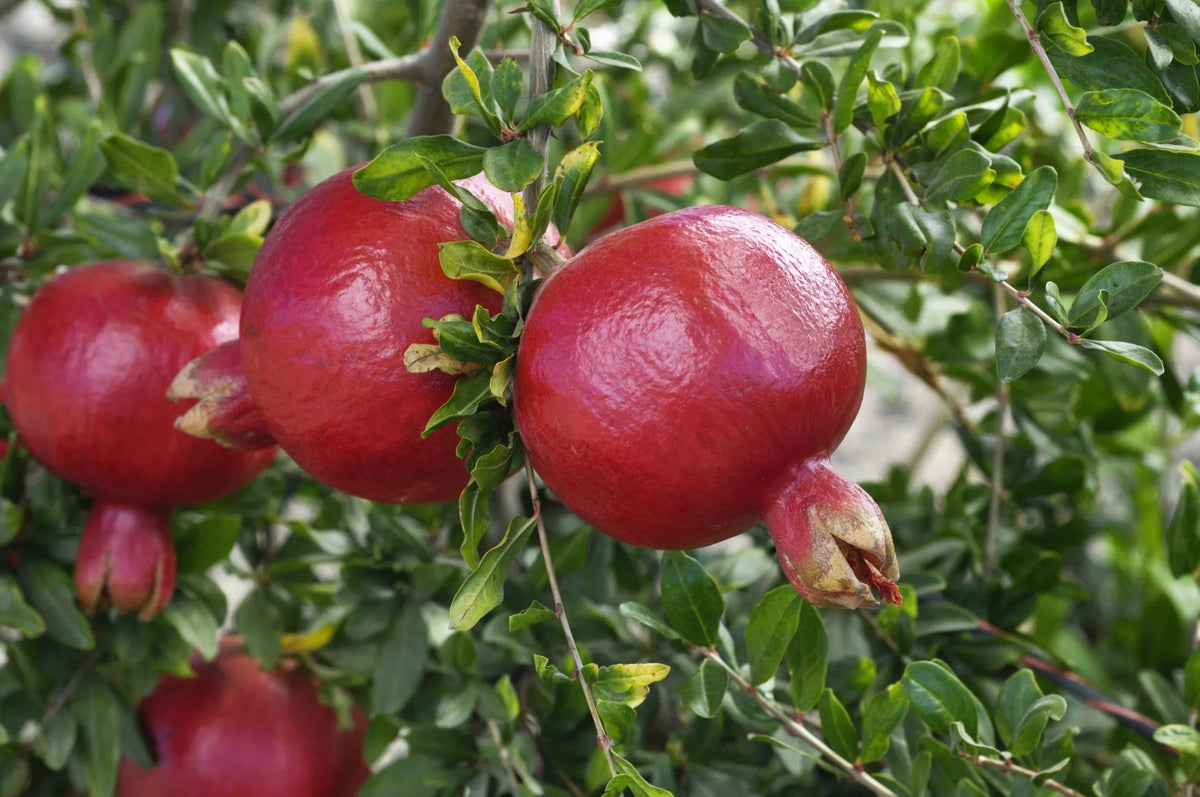 Cold Hardy Pomegranate – R26 Afganski Mature Plant in 1 Gallon Pot
