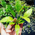 Amazon Sword Marble Queen - Variegated Echinodorus Live Aquarium Plant, Bare Root