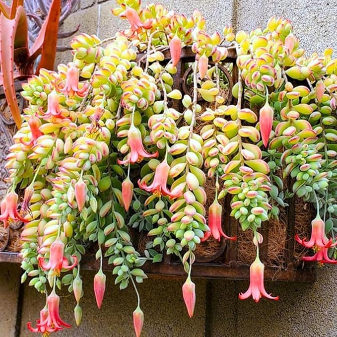 Cotyledon pendens Cuttings (3 Unrooted) - Rare Cliff Cotyledon Trailing Succulent for Hanging Pots