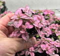 Hypoestes Pink Splash Polka Dot Plant — Live Potted Houseplant in 2.5" Pot