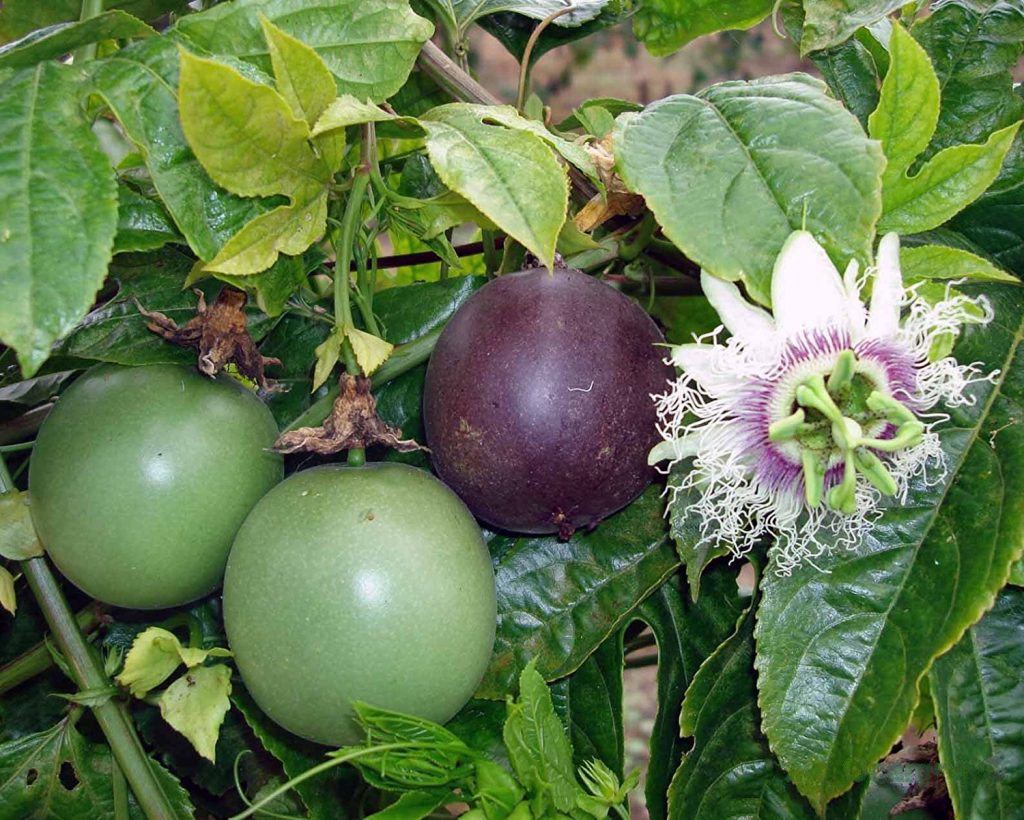 Purple Possum Passion Fruit Passiflora edulis Bare-Root Starter Plant