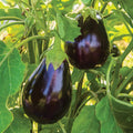 Black Beauty Eggplant Live Plants (2 Pack) Solanum melongena - Heirloom, 5–10"