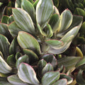 Variegated Jade Plant (Crassula ovata) - Lucky Money Succulent, 2.5" Pot