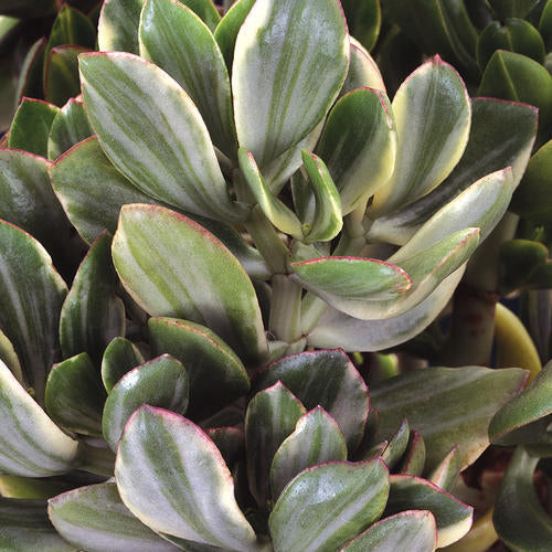 Variegated Jade Plant (Crassula ovata) - Lucky Money Succulent, 2.5" Pot