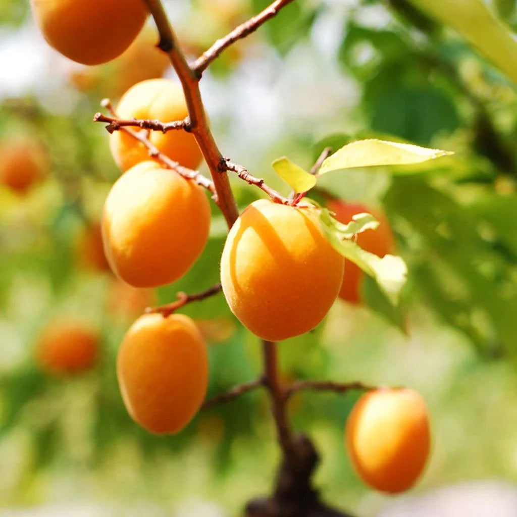Dwarf Moorpark Apricot Tree – 2-Year-Old Bare Root (3–4 ft), Self-Pollinating, Cold Hardy