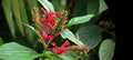 Red Odontonema cuspidatum (Firespike) Unrooted Cuttings — 4 Fresh Cuttings