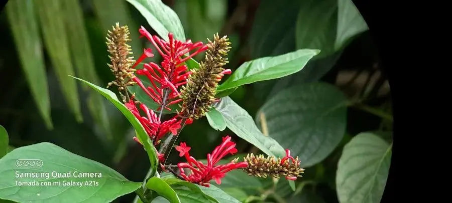 Red Odontonema cuspidatum (Firespike) Unrooted Cuttings — 4 Fresh Cuttings