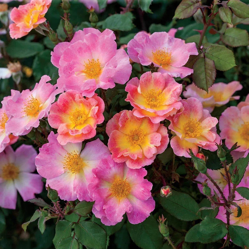 Rosa 'Home Run' Coral-Orange Floribunda Rose Cuttings - 3 Unrooted