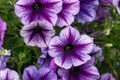 Sublime Plum Petunia Seeds - 1000+ Seeds per Packet | Perennial/Annual Flower