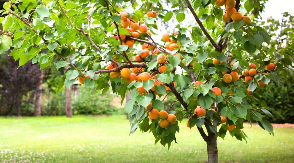 Apricot Tree Cuttings (Unrooted) – Prunus armeniaca Scion Wood for Grafting & Propagation