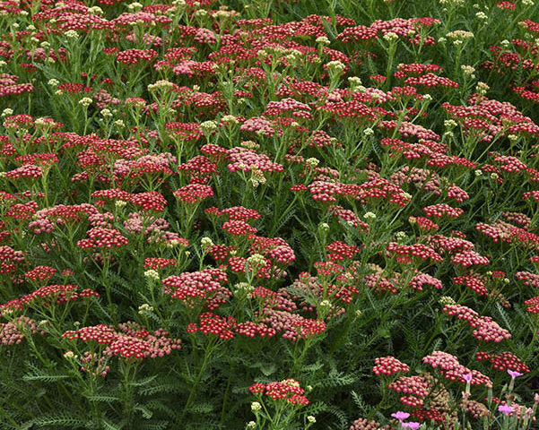 Live New Vintage Red Yarrow (Achillea millefolium) - 1 Pint Pot, Drought-Tolerant Perennial