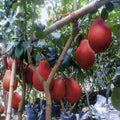 Red Pomelo Cuttings Citrus Maxima - 3 Fresh Scions for Rooting or Grafting