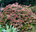 Abelia Rose Creek - 3 Bare Root Plants (2" tall) | Compact Fragrant White Flowers