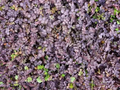Purple New Zealand Burr Acaena inermis Purpurea — 4-Inch Live Plant